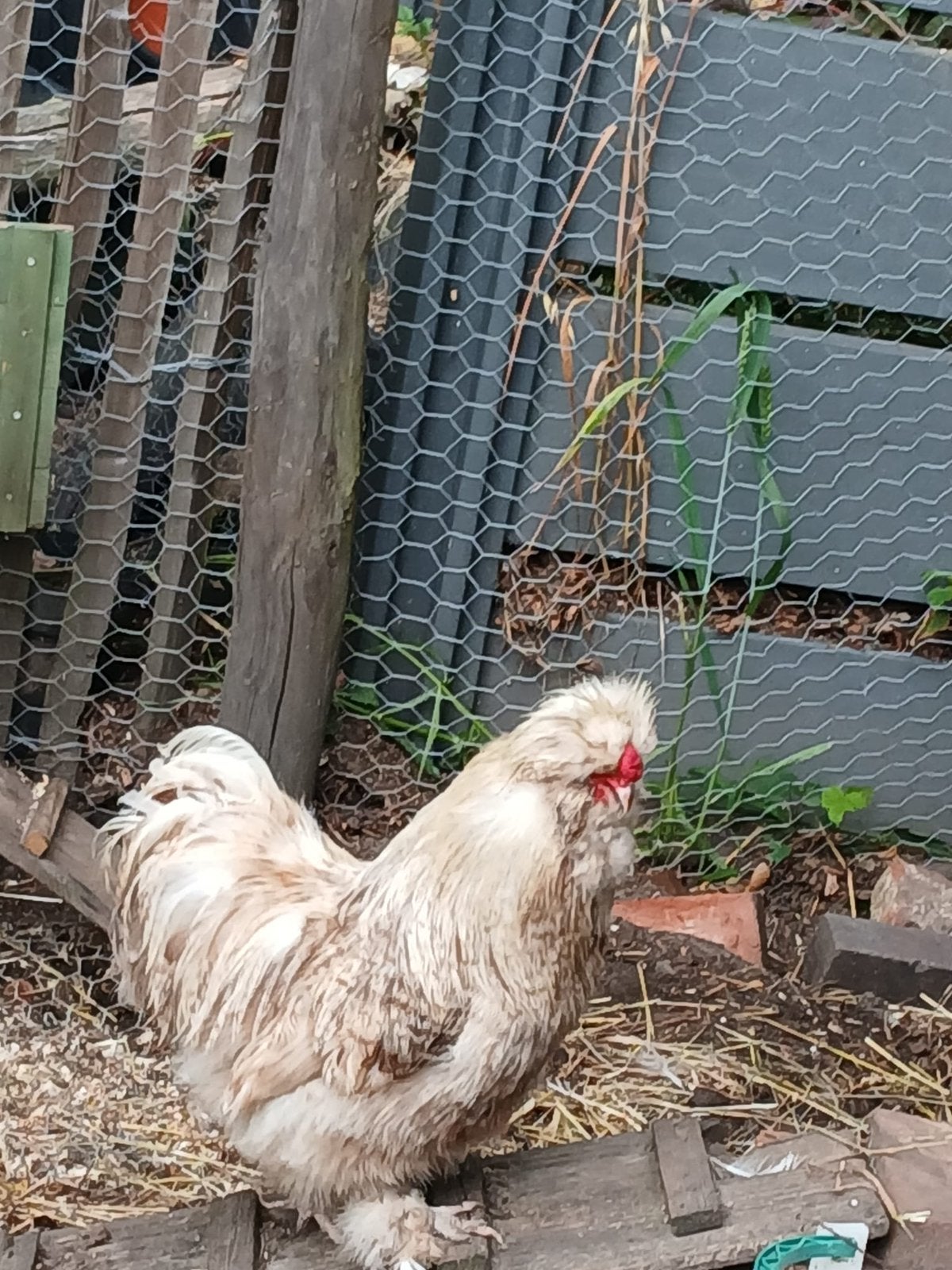 Zijdehoen haan, Mâle, Poule ou poulet