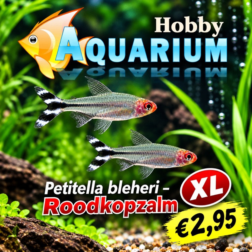 Hobbyaquarium Roodkopzalm / mooie op maat, Vis, Zoetwatervis, Schoolvis