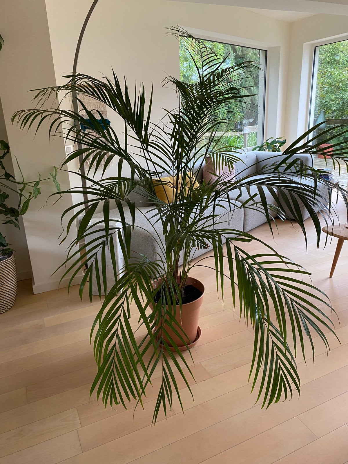 Goudpalm XXL, Autres espèces, En pot, Plante verte, 150 à 200 cm