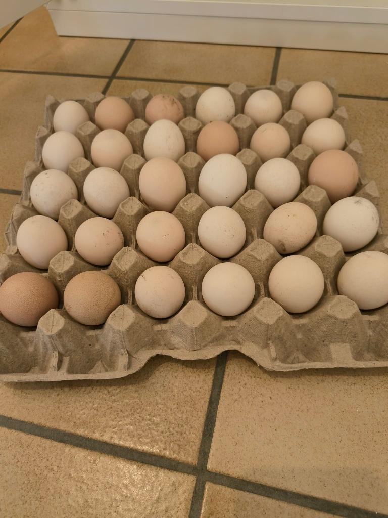 Broedeieren van sierkippen, Dieren en Toebehoren, Pluimvee