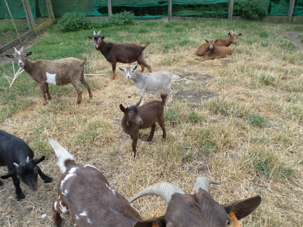 dwerggeitjes, Dieren en Toebehoren