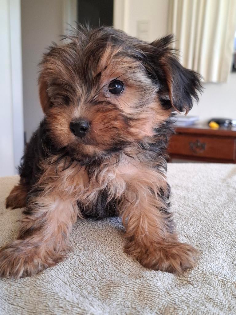 Yorkshire pups, Dieren en Toebehoren, België, 8 tot 15 weken, Meerdere, Meerdere dieren