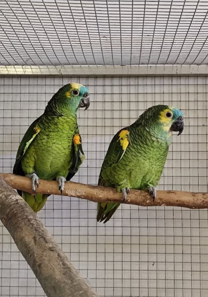 Couple amazone front bleu, Animaux & Accessoires