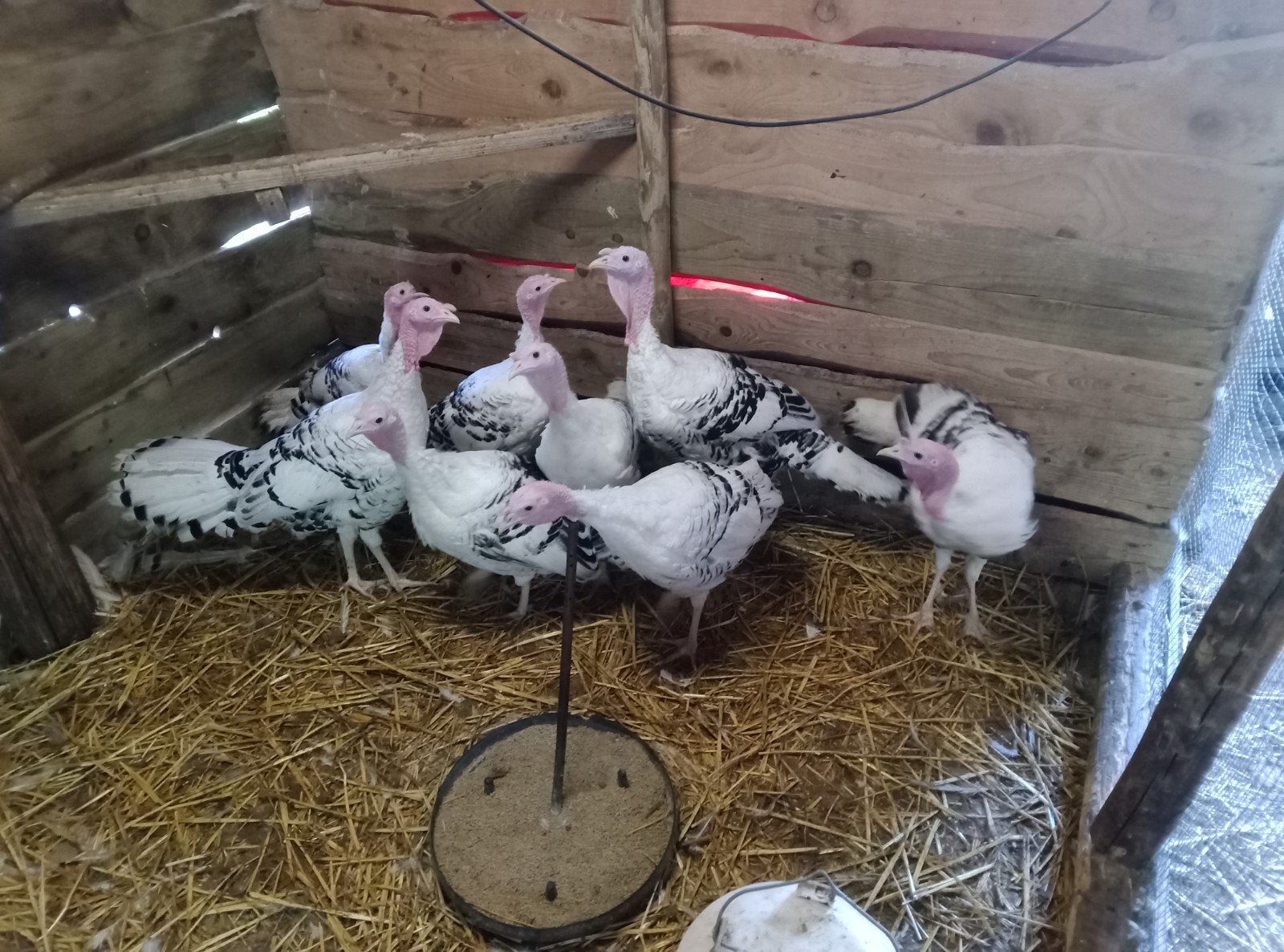 Dindons de Ronquières Jaspé, Dieren en Toebehoren, Vrouwelijk