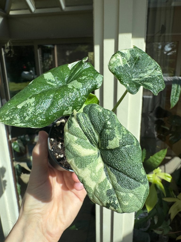 Alocasia melo variegata, Autres espèces, En pot, Plante à fleurs, Ombre partielle