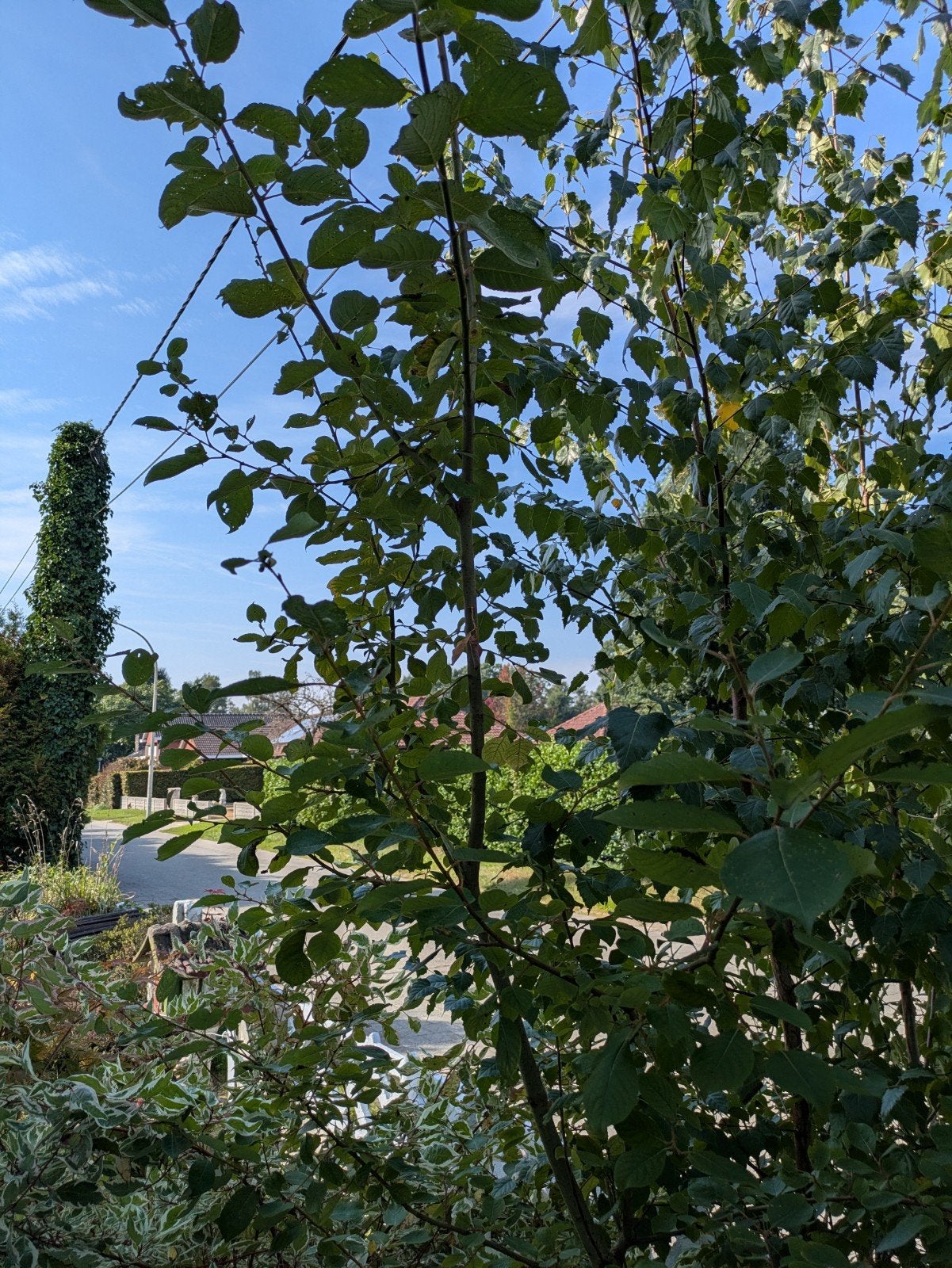 Wilg, Tuin en Terras, Ophalen