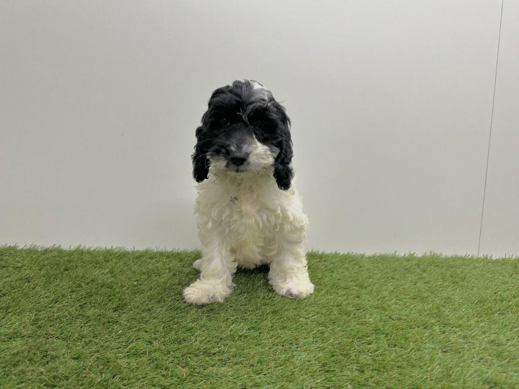 Cockapoo pups (F1), België, 8 tot 15 weken, Parvo, Meerdere
