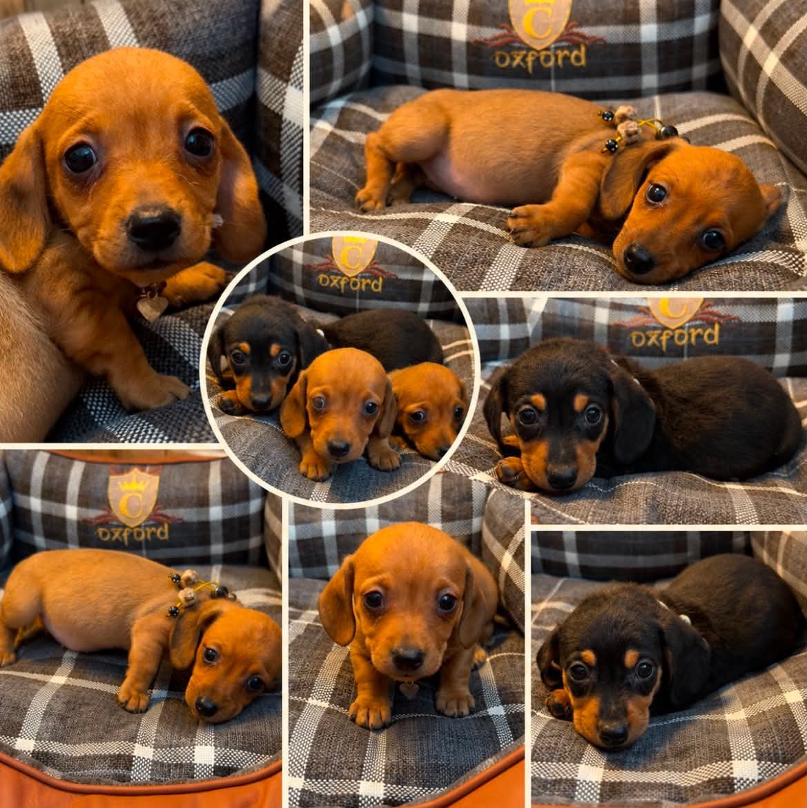 Teckel pups, Dieren en Toebehoren, Parvo, België, 8 tot 15 weken, Korthaar
