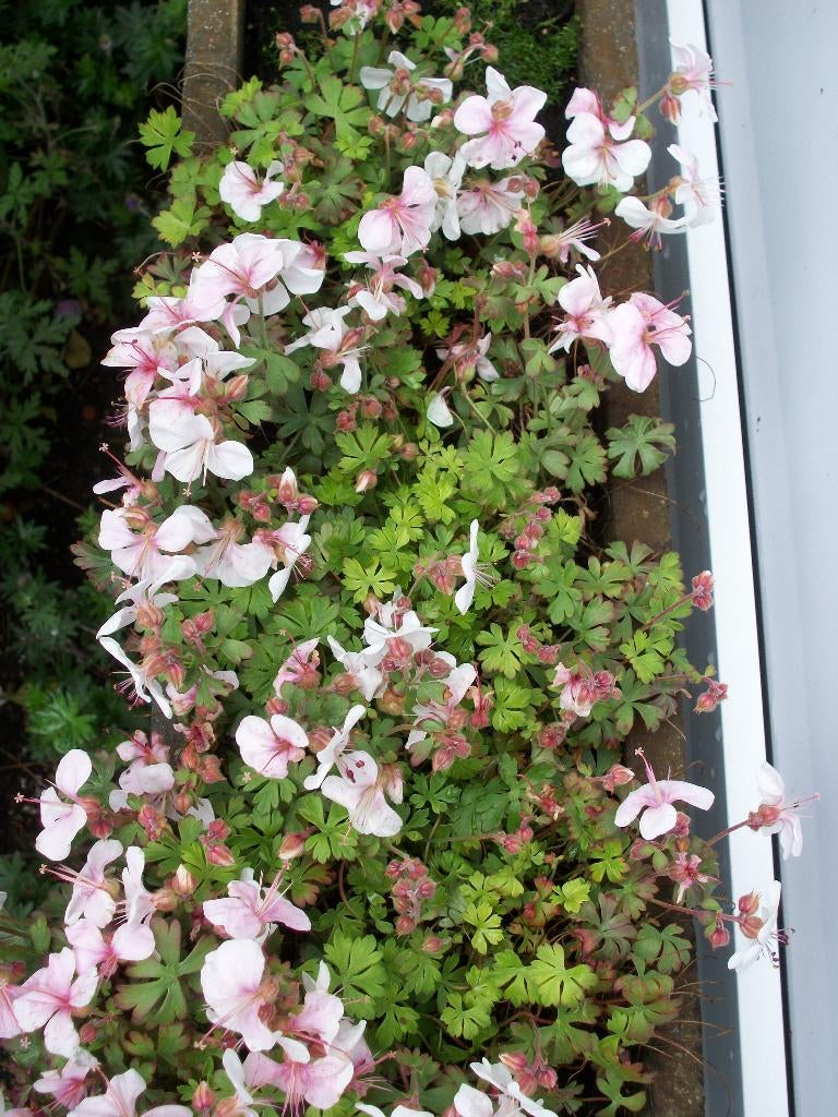 Geranium Cantabrigiense 'Biokovo', 'St Ola', 'Cambridge', Tuin en Terras, Ophalen, Bodembedekkers, Vaste plant, Halfschaduw