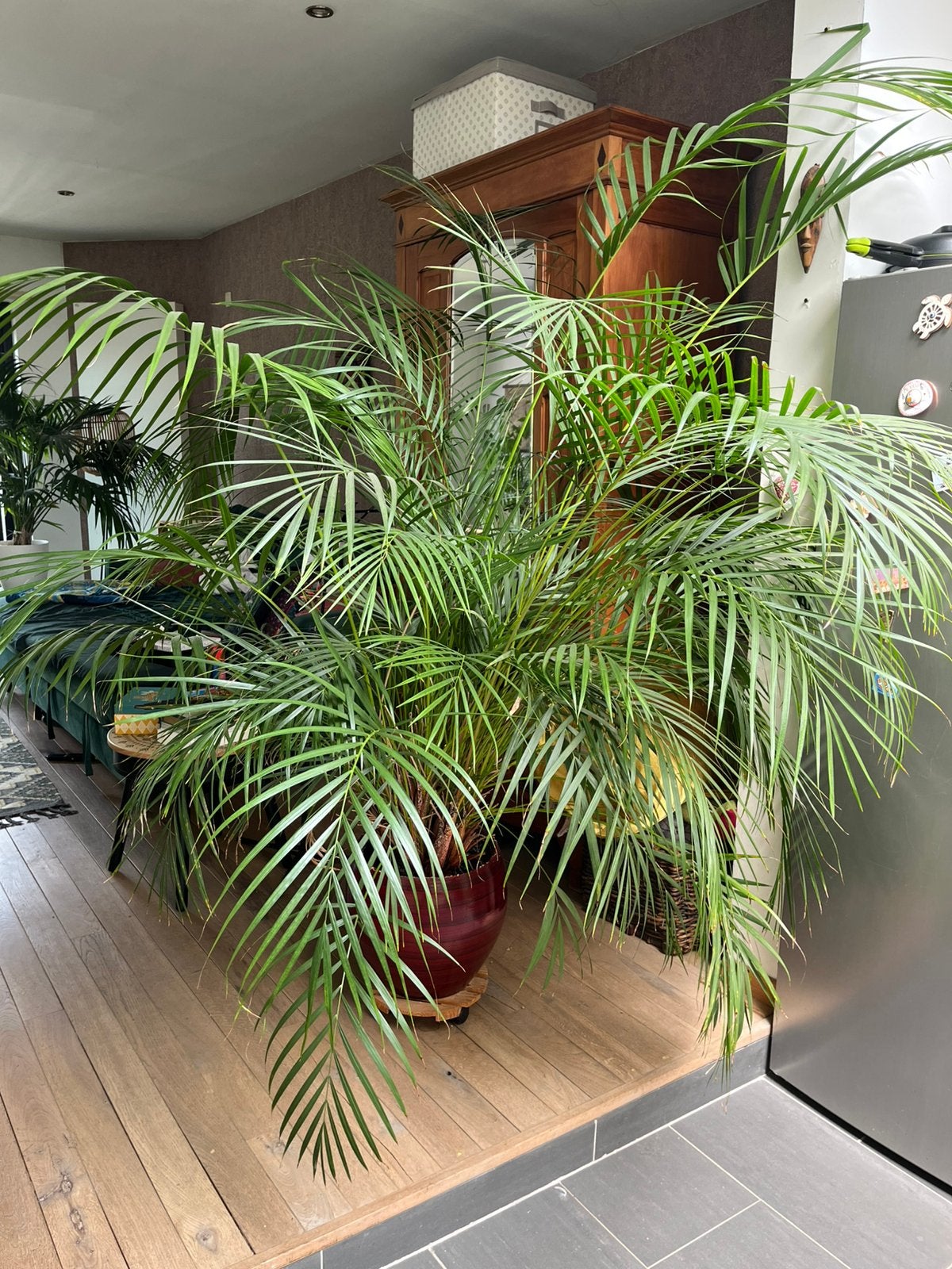 Grote palm in pot, Maison & Meubles, Plantes d'intérieur, En pot, Palmier, 150 à 200 cm, Enlèvement