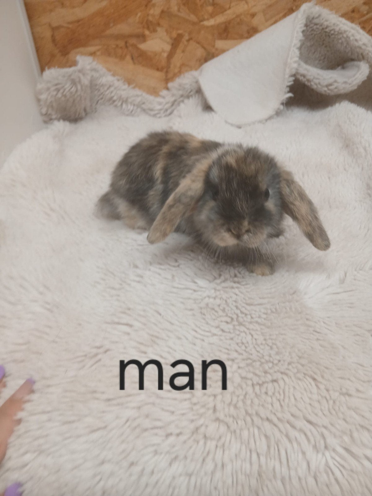 mini lops, Dieren en Toebehoren