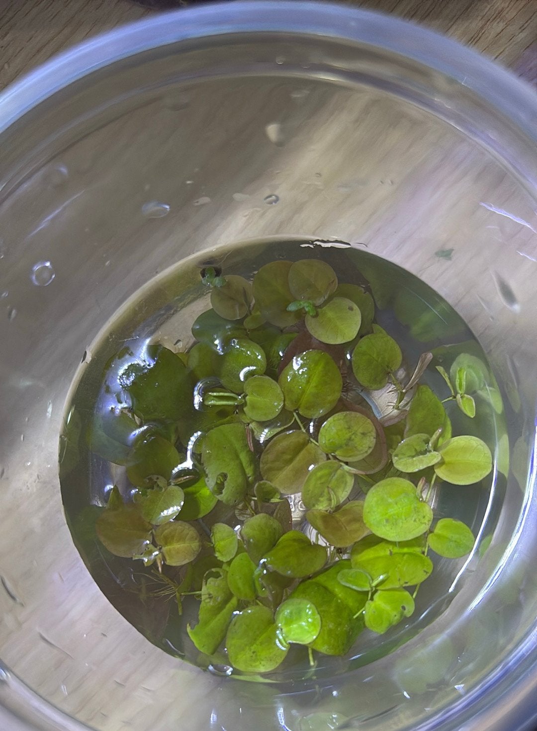 Potje salvinia (glad blad variant), Ophalen, Zo goed als nieuw