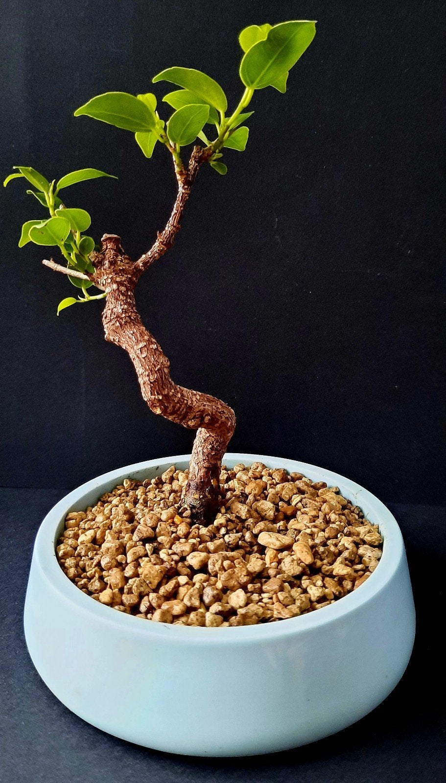 Bonsaï ficus retusa, Tuin en Terras, Ophalen of Verzenden