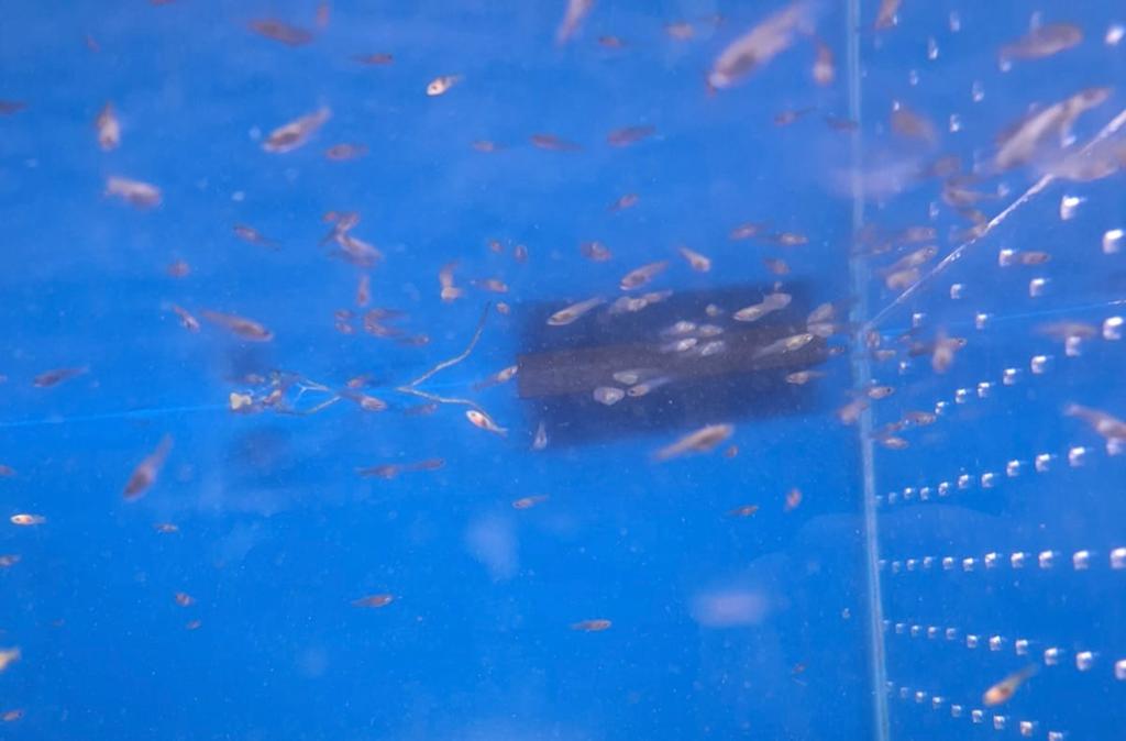 Baby endler guppy’s, Dieren en Toebehoren, Vissen | Aquariumvissen, Vis, Zoetwatervis