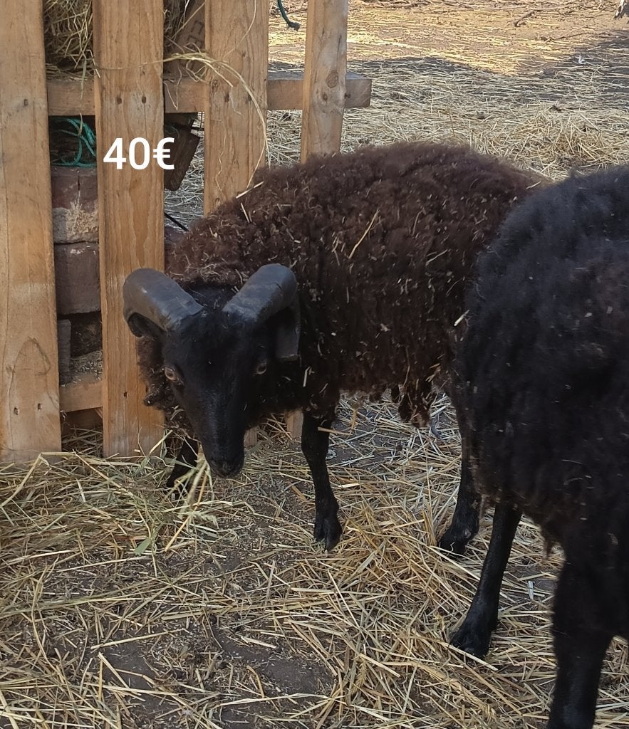 Bélier de 2025 Ouessant, Dieren en Toebehoren, Schapen, Geiten en Varkens, Mannelijk, Schaap, 0 tot 2 jaar