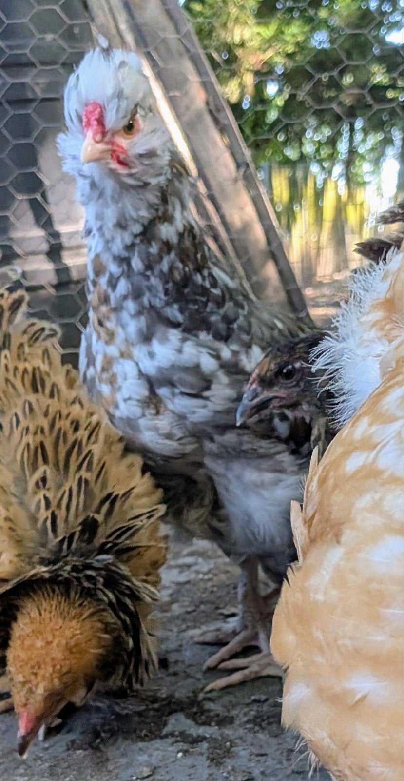 Gratis USA zijdehoen gladveer haan, Dieren en Toebehoren, Mannelijk, Kip