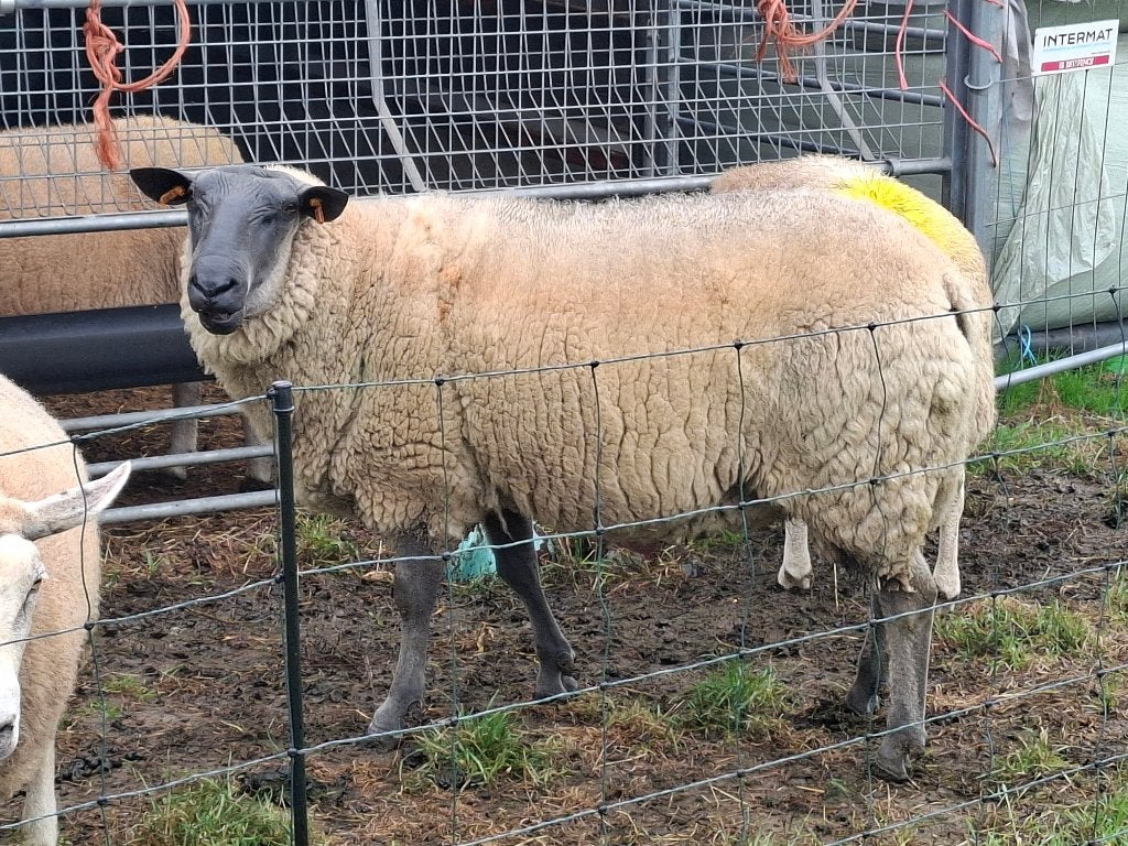 Schaap ram bleu du maine, Animaux & Accessoires, Mâle, Mouton, 0 à 2 ans