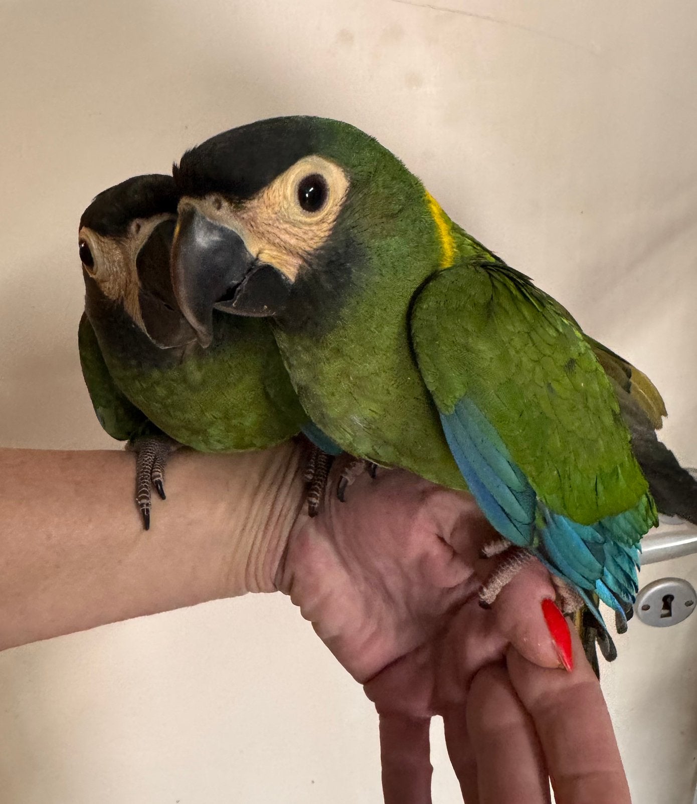 Super lieve Geelnek ara’s, gezinsvogels, Dieren en Toebehoren, Papegaai, Pratend