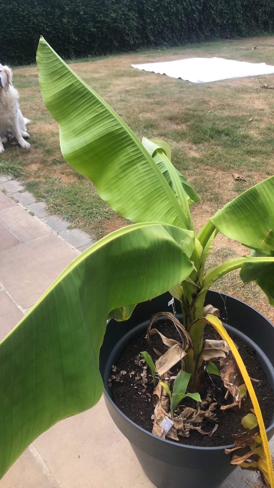 Bananenplant, Ophalen, Vaste plant, Overige soorten
