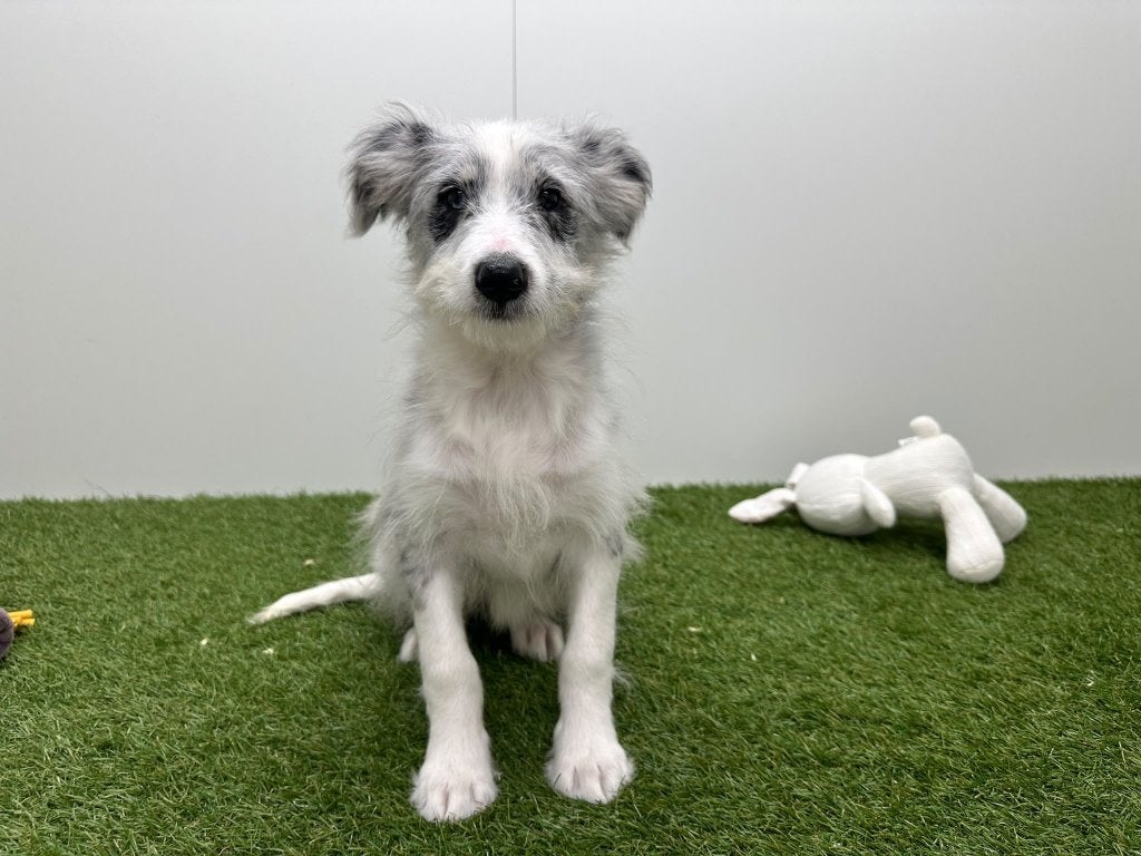 Kruising Shetland Sheepdog x Border Collie PUBERpup, België, 8 tot 15 weken, Teef, CDV (hondenziekte)