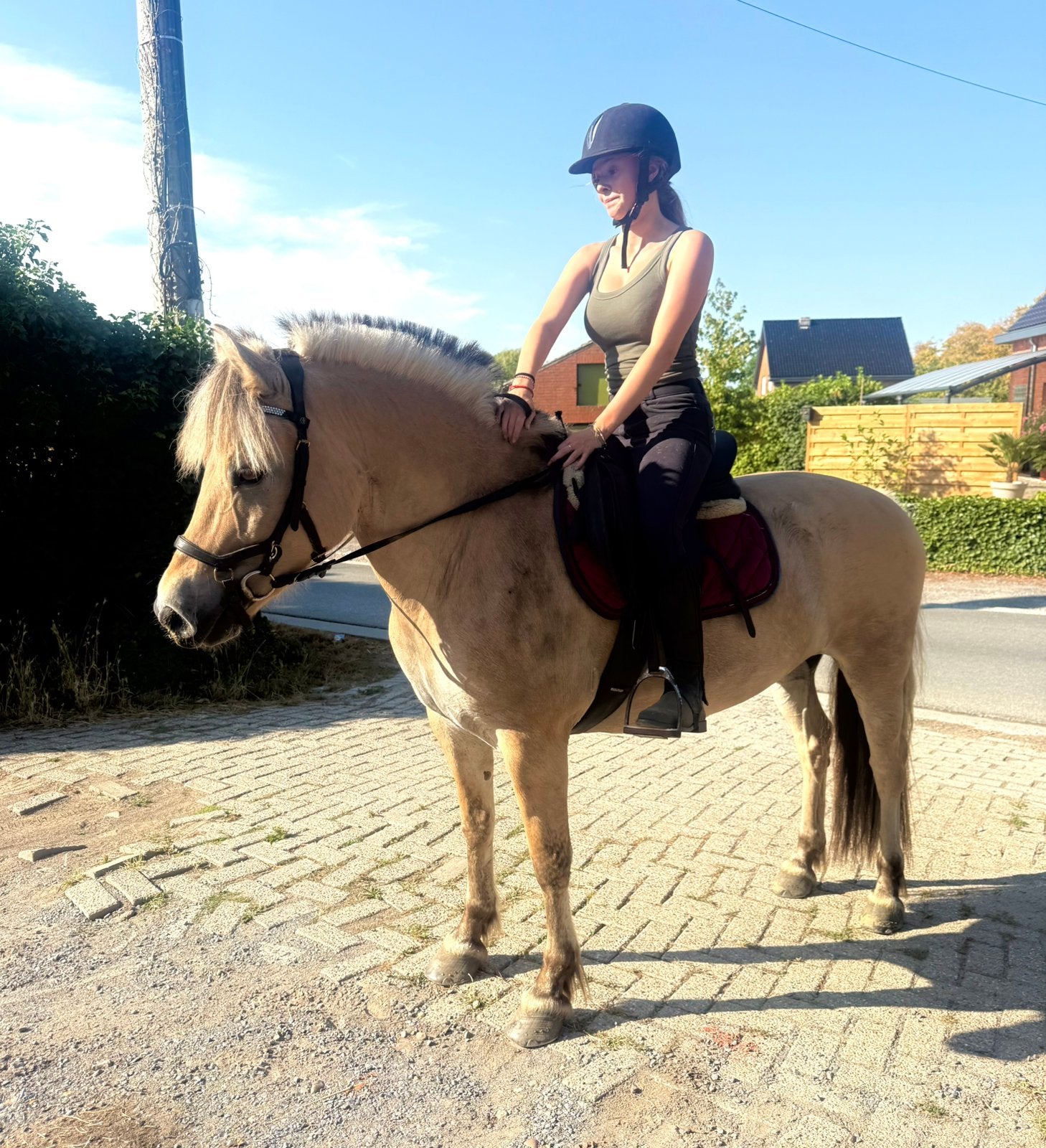 Brave fjord ook voor de koets, Merrie, Met stamboom