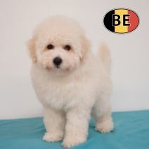 Caniche Nain mâle blanc - chiot belge à vendre, Commerçant, Chien (mâle), Caniche, Belgique