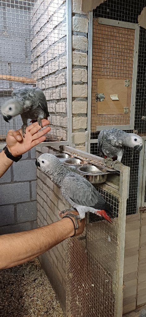 Grijzeroodstaart papegaai, Dieren en Toebehoren, Vrouwelijk, Papegaai, Tam