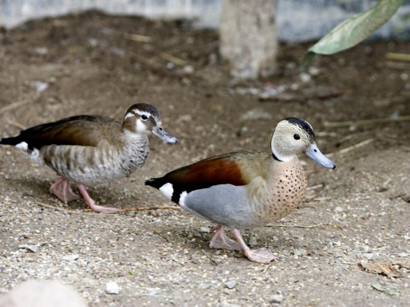 Sarcelles à épaules rouges, Animaux & Accessoires