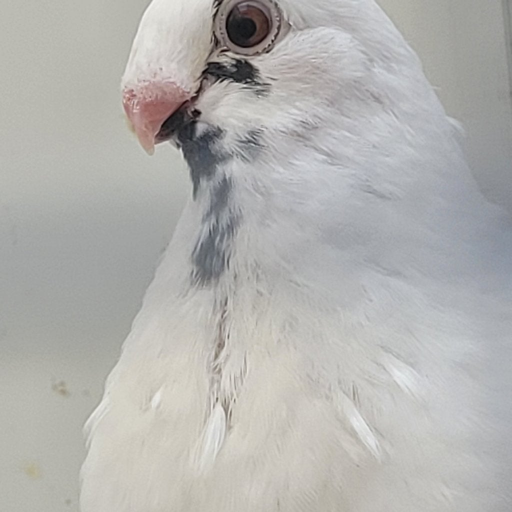 Jeunes pigeons canario, Dieren en Toebehoren, Meerdere dieren, Kropper