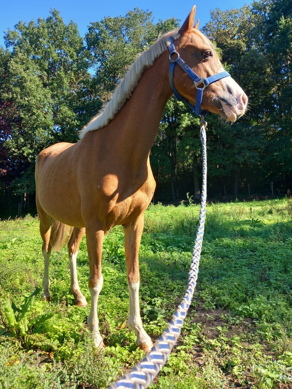 welsh b fokmerrie, Jument, B, Avec pedigree, 7 à 10 ans
