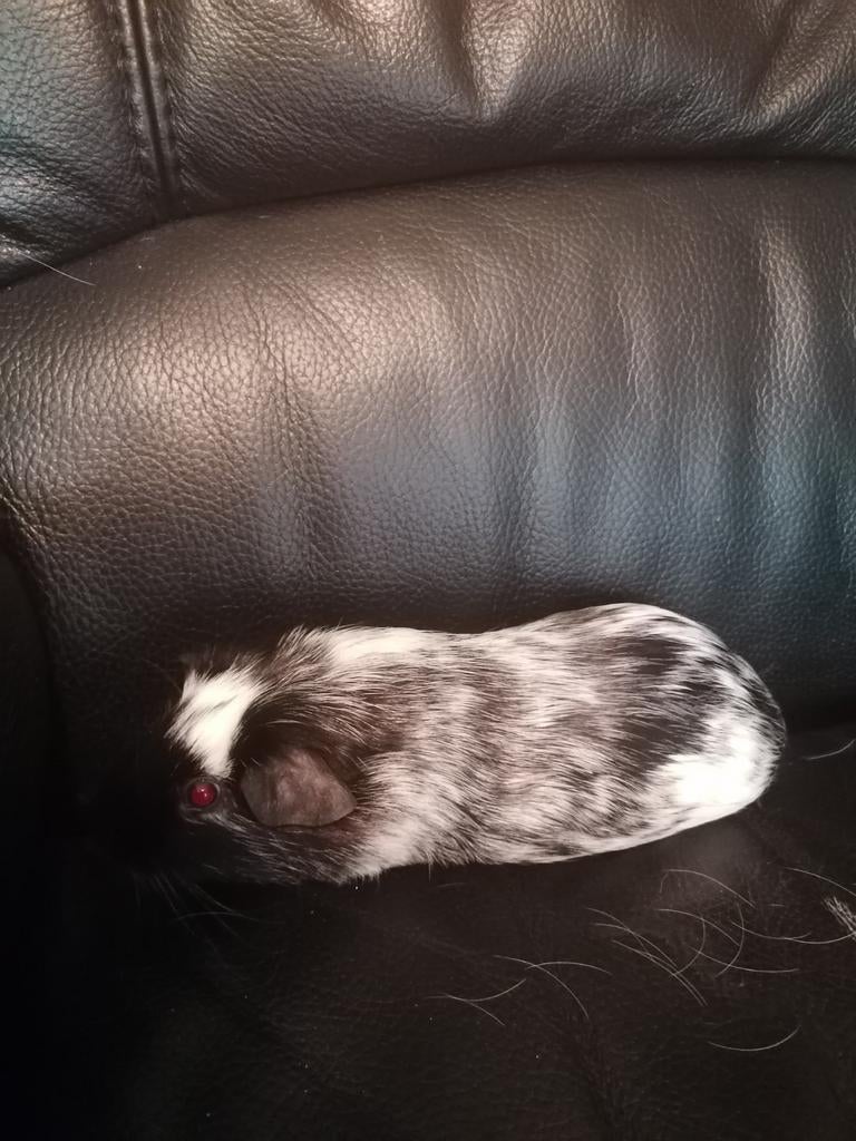 Cavia dalmatiner, April, Vrouwelijk, Cavia