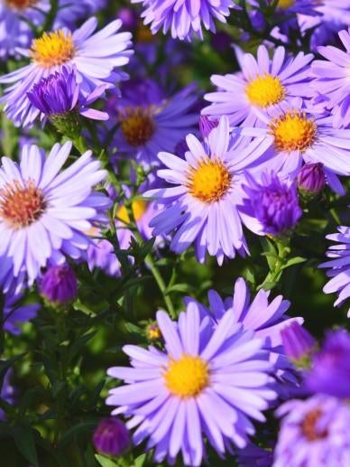 Aster Lady in Blue, Tuin en Terras, Bloembollen en Zaden, Ophalen