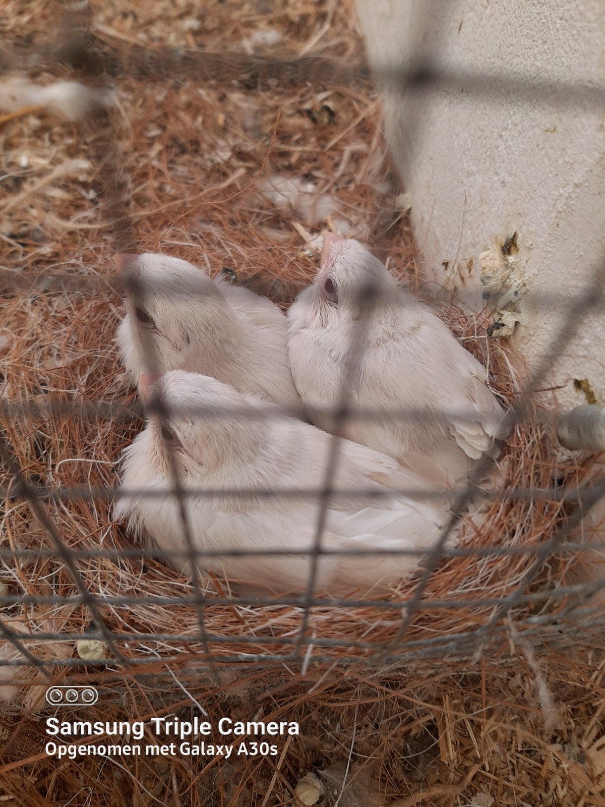 kleine Europese goudvinken en muttaties