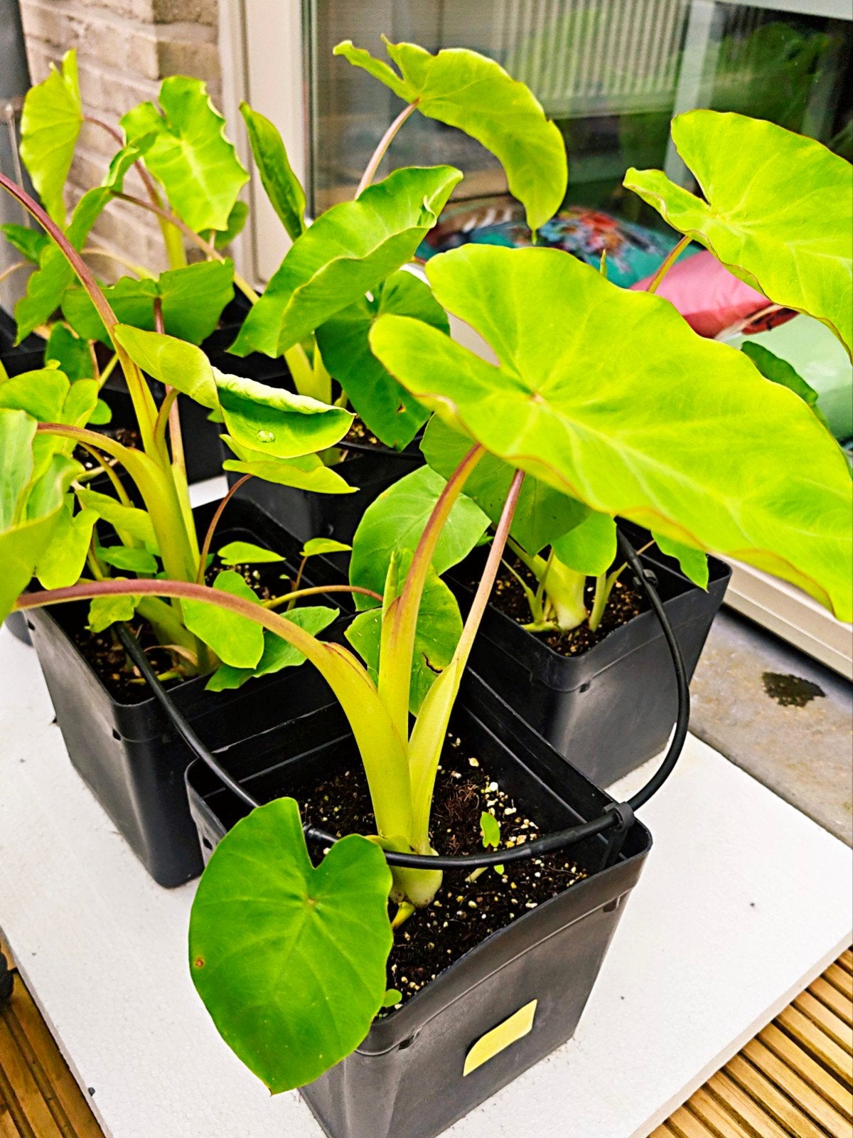 Colocasia Maui Gold te koop/ Stevig en in volle groei, Ophalen