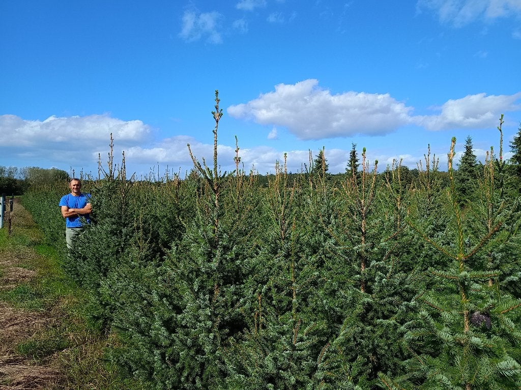 partij (-en) Picea omorika kerstbomen eigen teelt alle maten, Enlèvement, Autres espèces, 100 à 250 cm