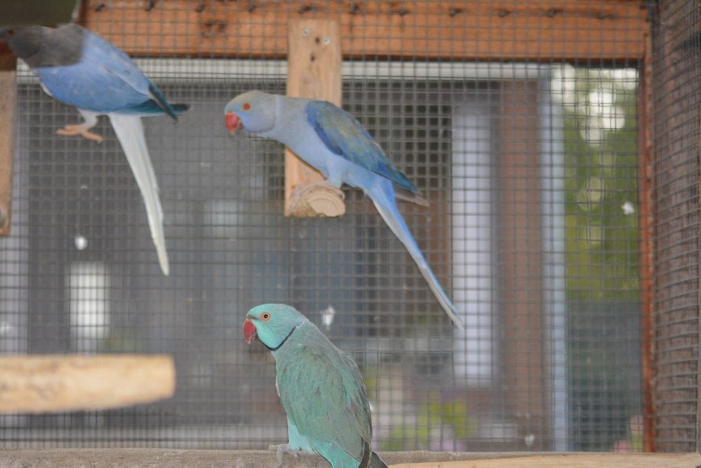 Couples reproducteurs | Perruches à collier, Plusieurs animaux, Perruche, Bagué