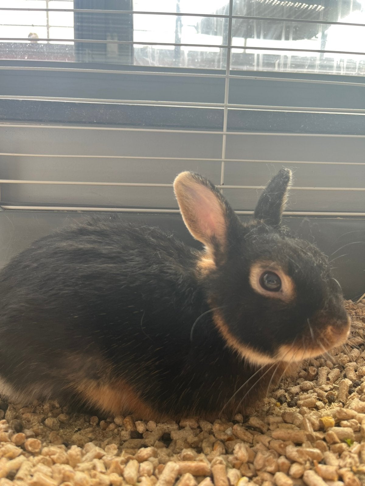 Dwergkonijn, Dieren en Toebehoren, Mannelijk, Dwerg, 0 tot 2 jaar