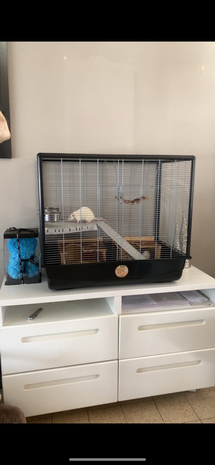 2 lieve tamme ratten met kooi en toebehoren, Dieren en Toebehoren, Ophalen, Zo goed als nieuw, Kooi