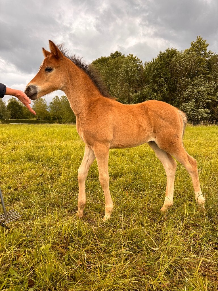 Prachtig Hengstveulen NWR, Dieren en Toebehoren, Pony's, Met stamboom, Dressuurpony, Niet van toepassing, 0 tot 2 jaar