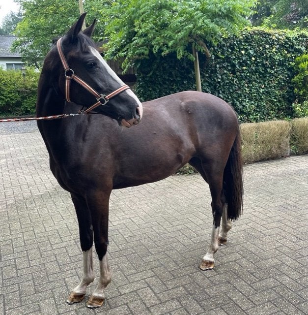 4-jarige ponymerrie met veel potentieel, Springpony, 3 tot 6 jaar, Onbeleerd, D pony (1.37m tot 1.48m)