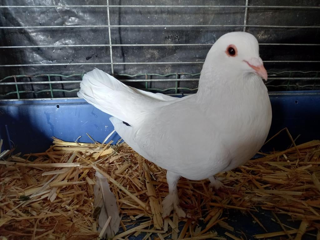 Witte sierduif doffer, Dieren en Toebehoren, Pluimvee