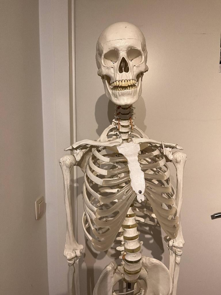 Anatomisch skelet, Ophalen, Gebruikt