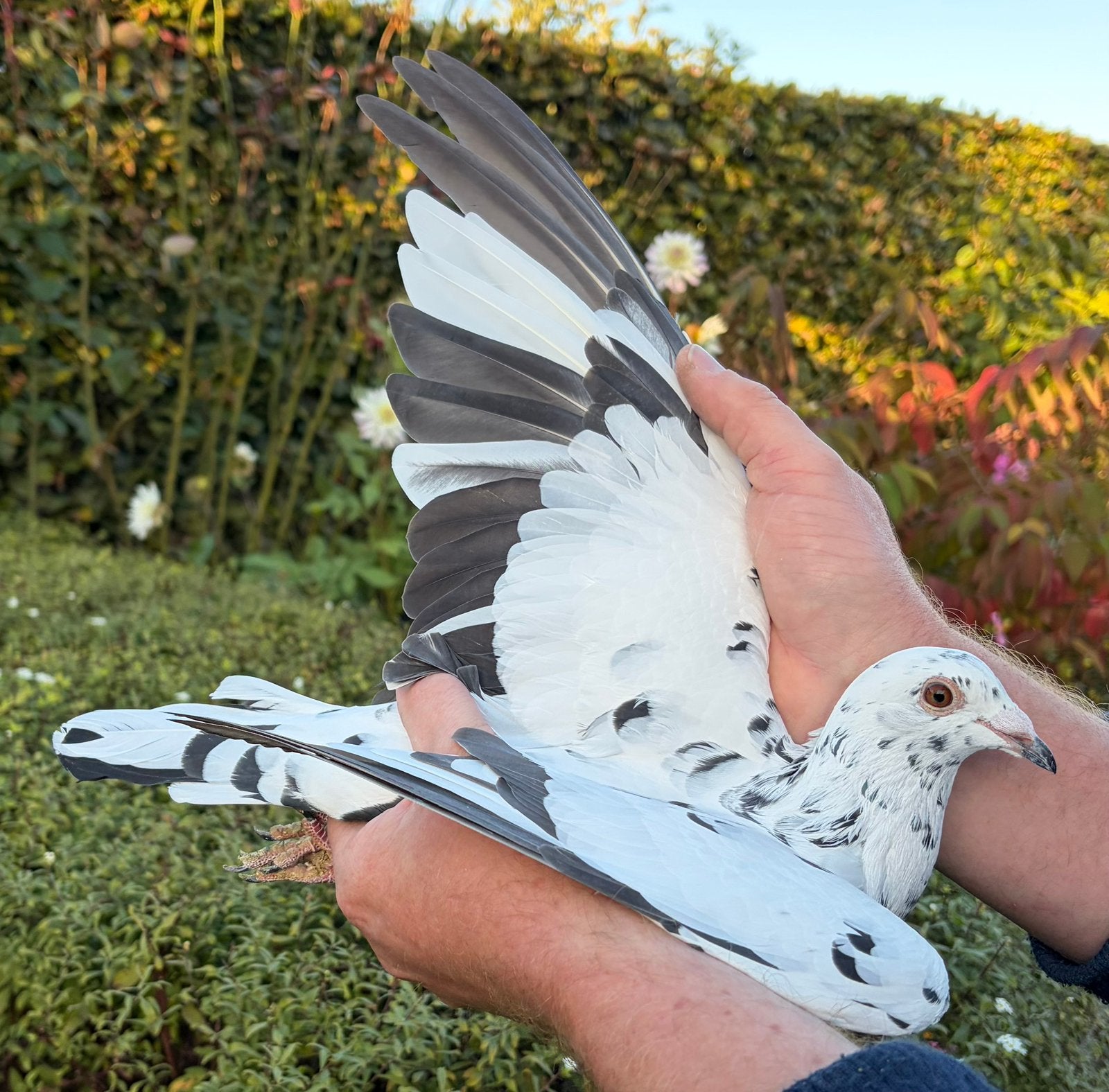 Pietrain doffer 2026 (m2452711406) — Vogels | Duiven — 2dehands