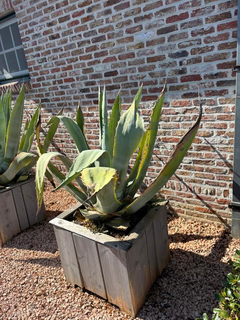 Aloe vera, Ophalen, Zo goed als nieuw