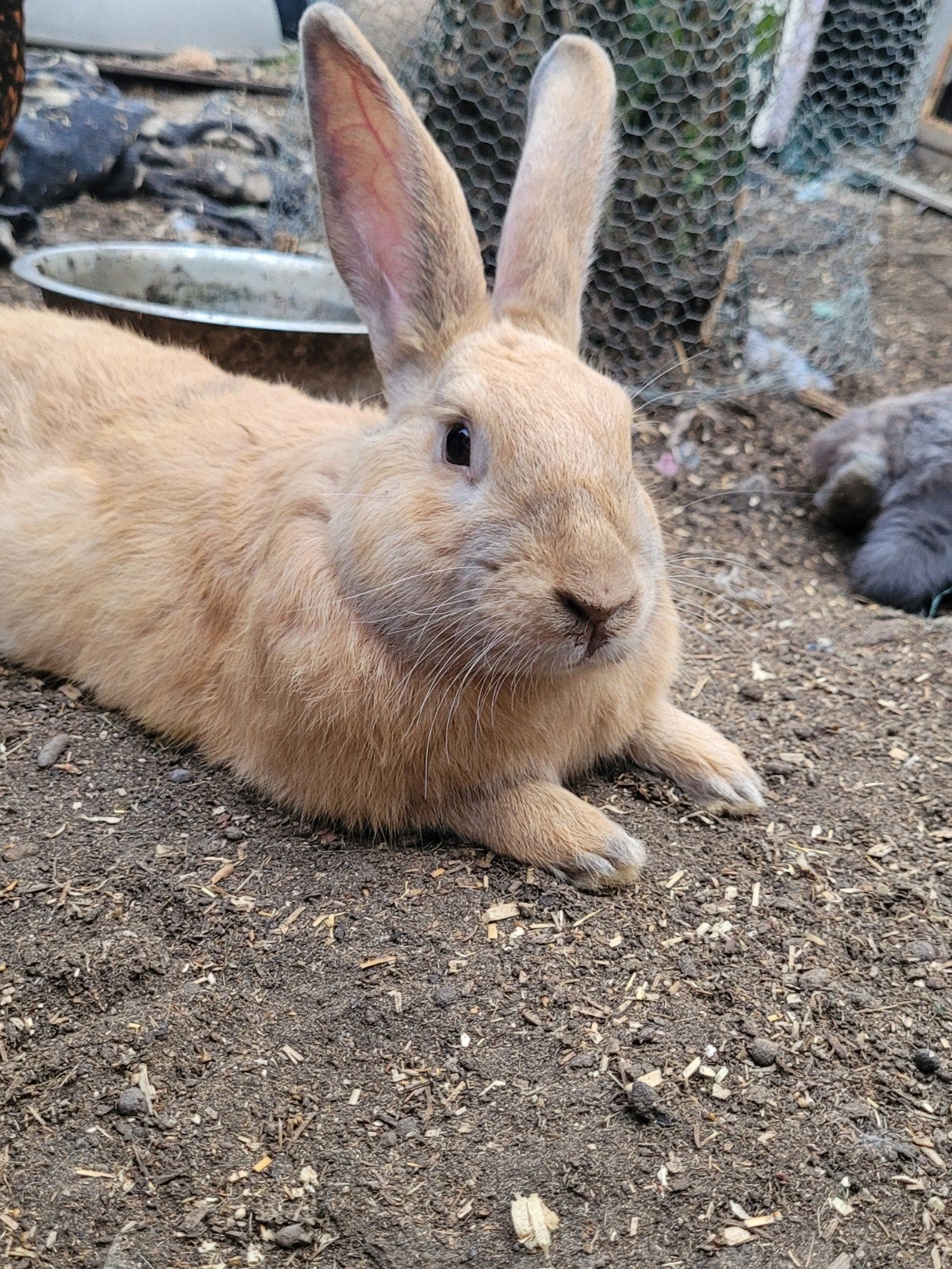 konijn, Dieren en Toebehoren, Konijnen