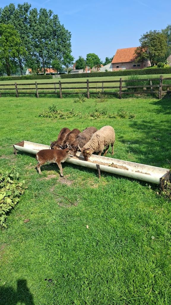 Castel morrit schapen, Vrouwelijk, Schaap, 0 tot 2 jaar