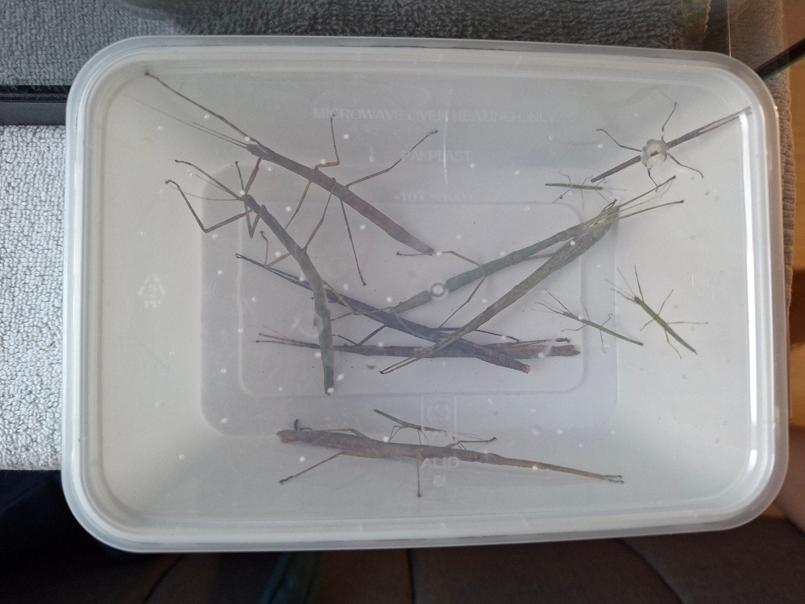 Terrarium met wandelende takken, Wandelende tak
