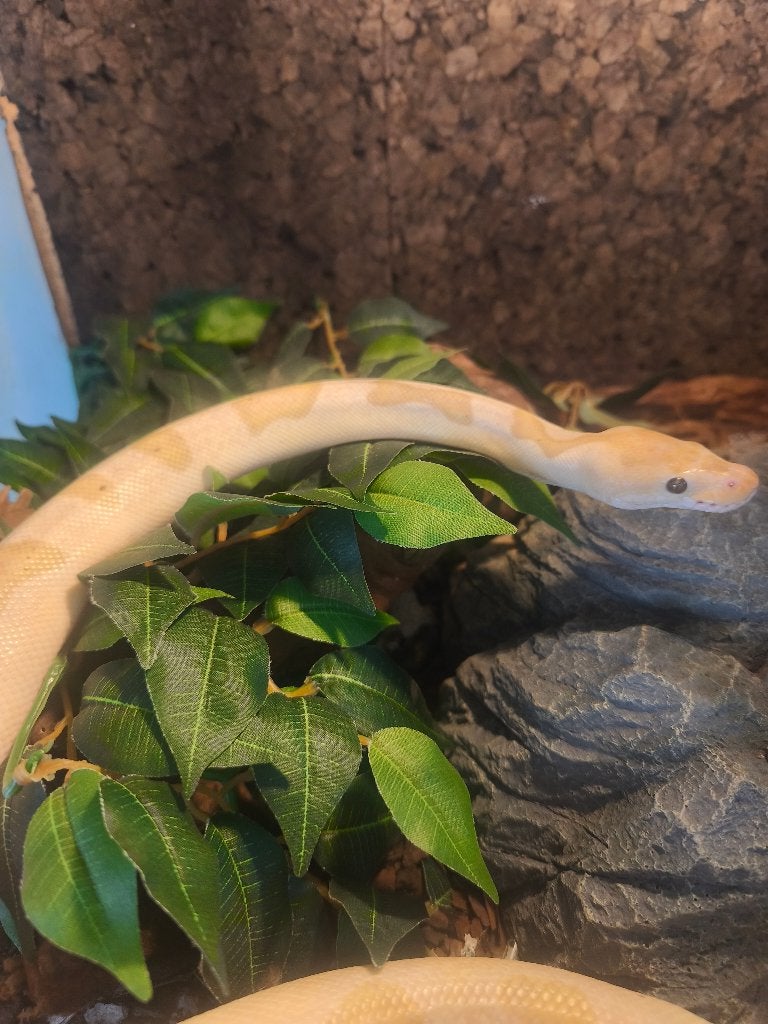 Ball python. Koningspython, Dieren en Toebehoren, Reptielen en Amfibieën, Slang, 3 tot 6 jaar, Tam