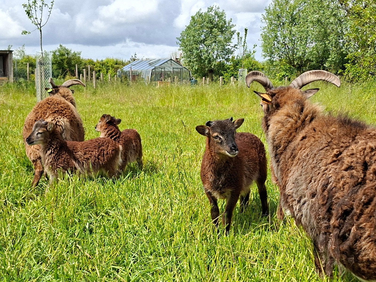 Soay lammetjes 2026, Meerdere dieren, Schaap, 0 tot 2 jaar