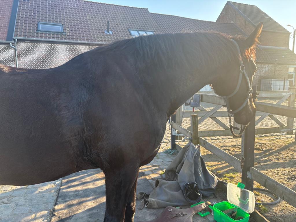 Dina VD Cumul, Animaux & Accessoires, Chevaux, Jument, L, Moins de 160 cm, 11 ans ou plus, Cheval de saut, Avec pedigree, Avec puce électronique